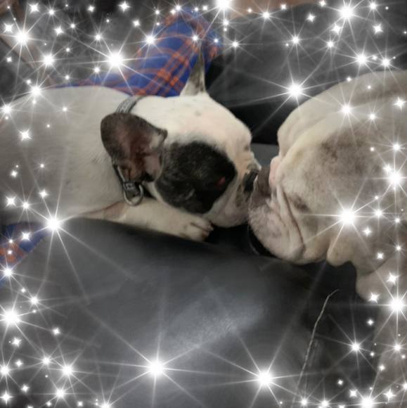 Meet your Posher, Neco - Picture 1 of 1